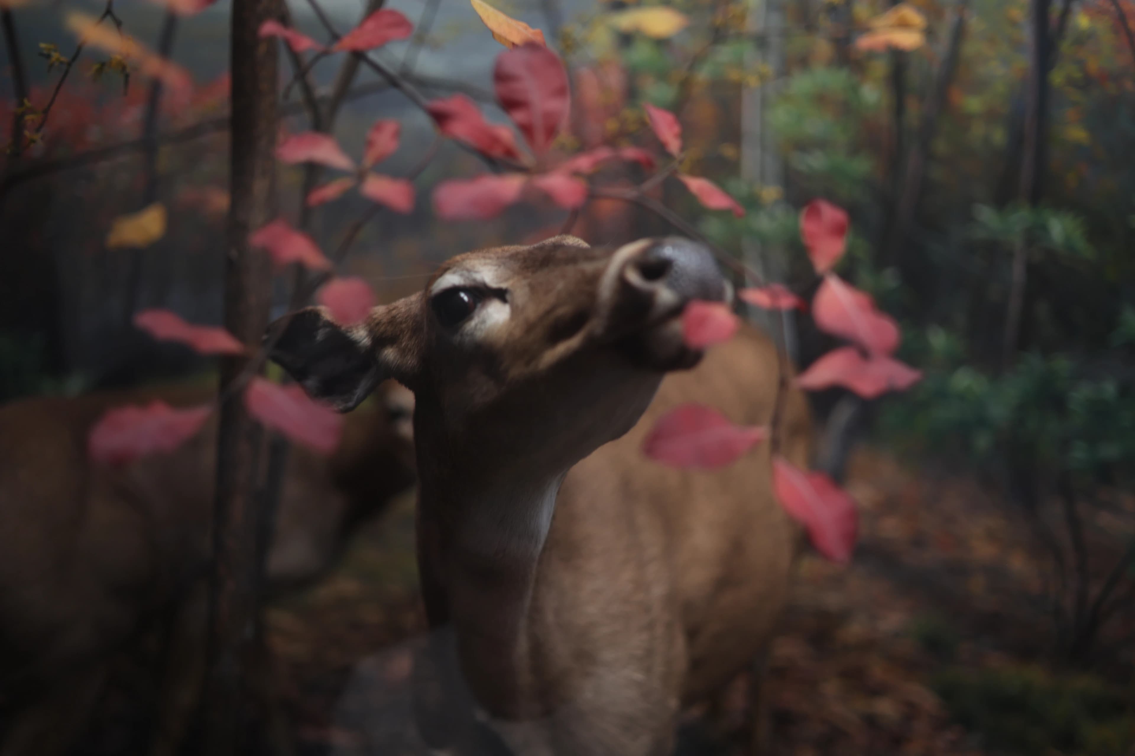 Deer in autumn light