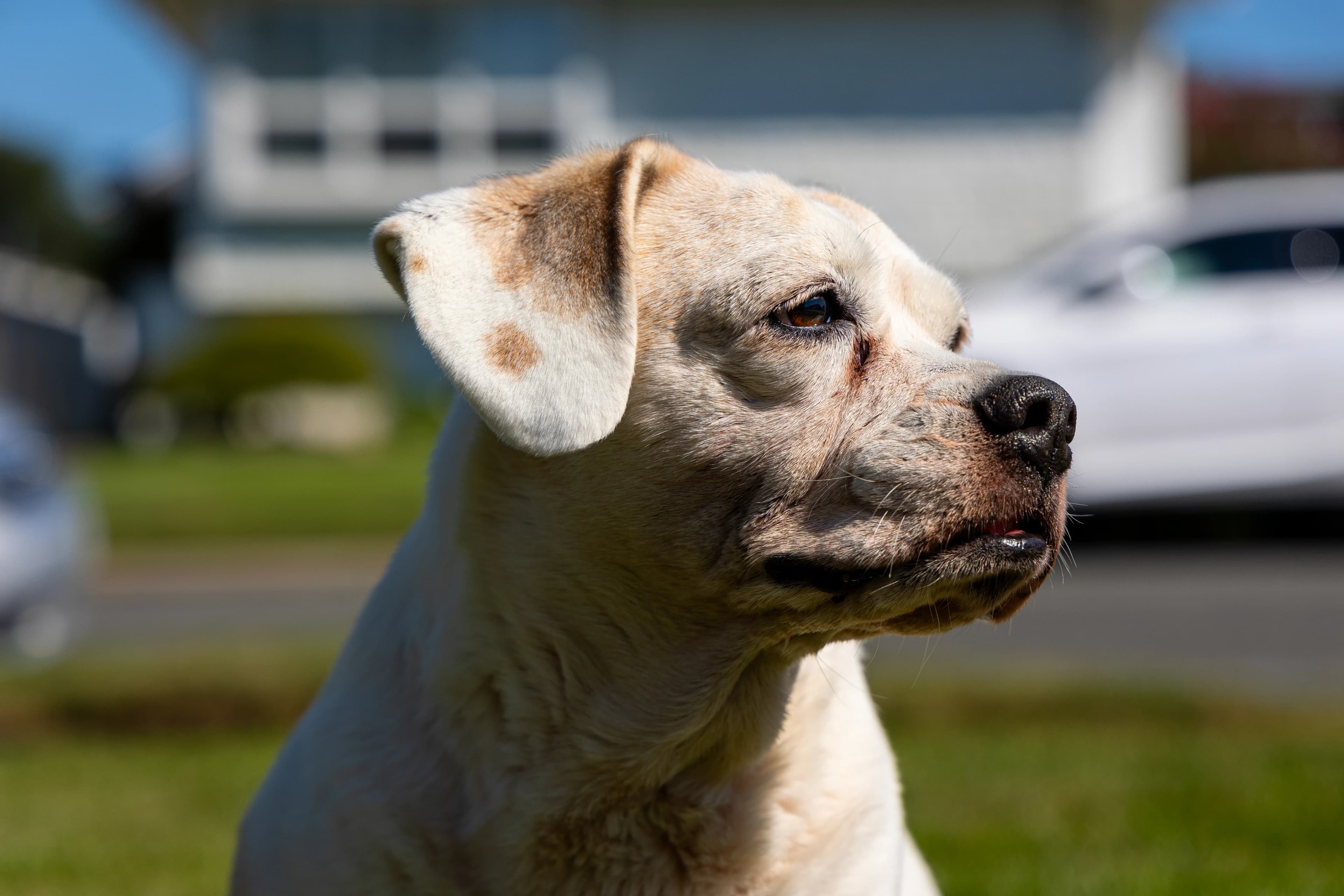 Dog portrait